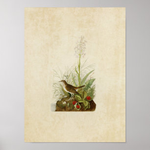 Plate 164 Tawny Thrush Birds of America Poster