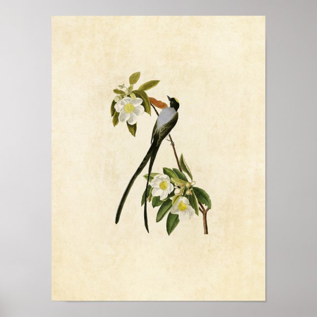 Plate 168 | Fork-Tailed Flycatcher Poster (Front)