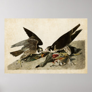 Plate 16 | Great-Footed Hawk | Birds of America Poster