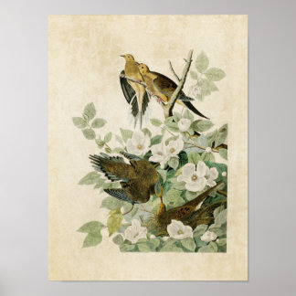 Plate 17 | Carolina Turtle Dove | Birds of America Poster