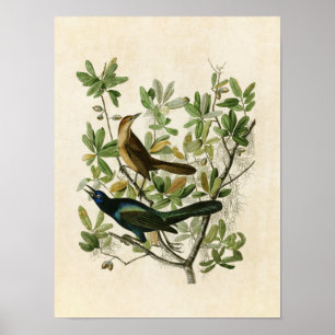Plate 187 Boat-Tailed Grackle Birds of America Poster