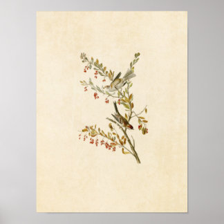 Plate 188 | Tree Sparrow | Birds of America Poster