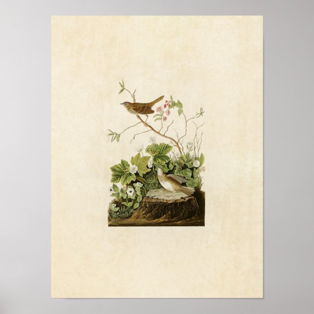 Plate 193 | Lincoln Finch | Birds of America Poster (Front)