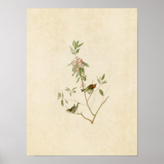 Plate 195 | Ruby-Crowned Wren | Birds of America Poster