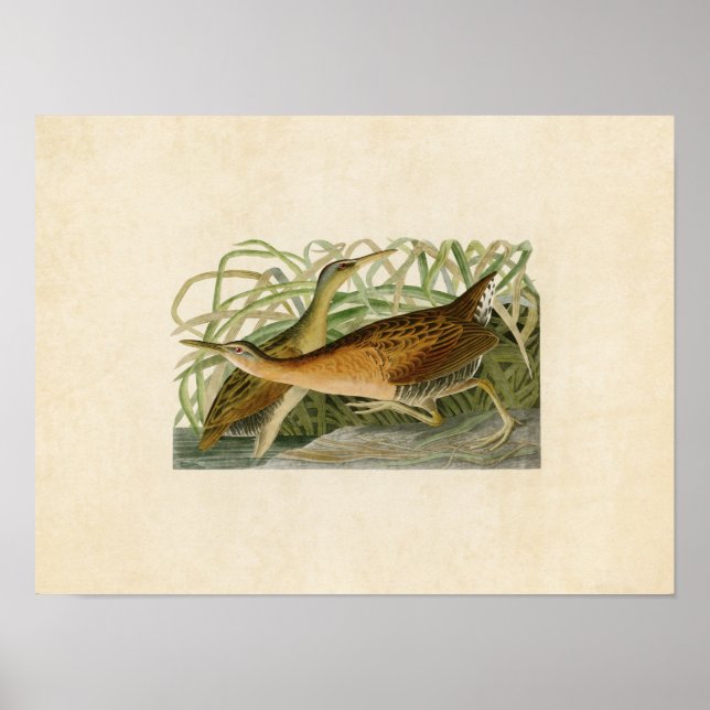 Plate 203 | Freshwater Marsh Hen Poster (Front)