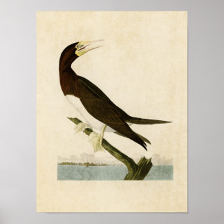 Plate 207 | Booby Gannet | Birds of America Poster