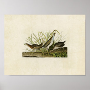 Plate 233 Sora or Rail Birds of America Poster