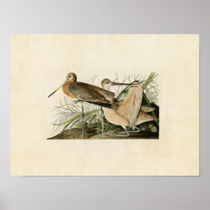 Plate 238 Great Marbled Godwit Poster