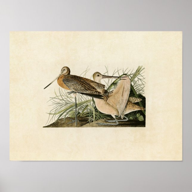 Plate 238 | Great Marbled Godwit Poster (Front)