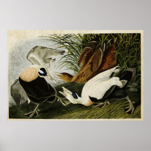 Plate 246   Edier Duck   Birds of America Poster