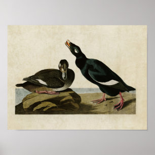 Plate 247 Velvet Duck Birds of America Poster
