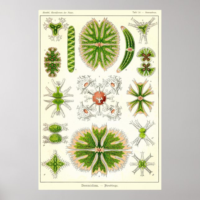 Plate 24 Desmdiea Poster (Front)