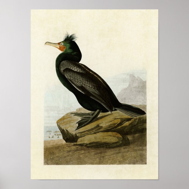 Plate 257 | Double-Crested Cormorant Poster (Front)