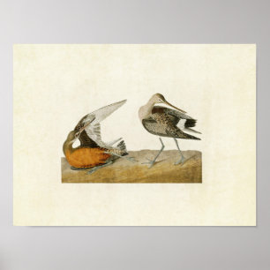 Plate 258 Hudsonian Godwit Birds of America Poster