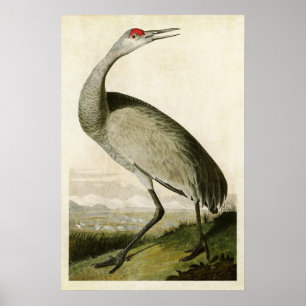Plate 261   Whooping Crane   Birds of America Poster