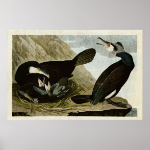 Plate 266 Common Cormorant Birds of America Poster