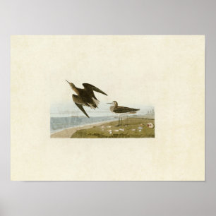 Plate 278   Schinz's Sandpiper   Birds of America Poster