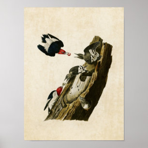 Plate 27 Red-Headed Woodpecker Poster
