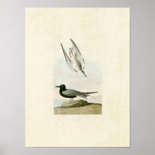 Plate 280 Black Tern Birds of America Poster