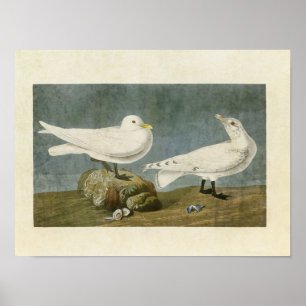 Plate 287   Ivory Gull   Birds of America Poster