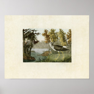 Plate 288   Yellow Shank   Birds of America Poster