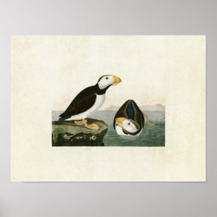 Plate 293 Large-Billed Puffin Birds of America Poster