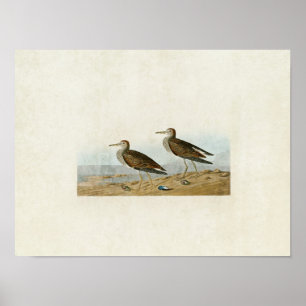 Plate 294   Pectoral Sandpiper   Birds of America Poster