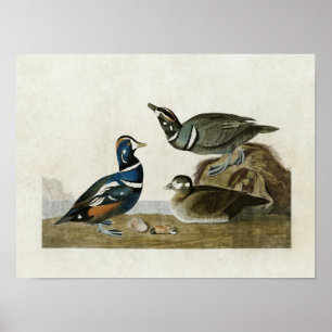 Plate 297   Harlequin Duck   Birds of America Poster