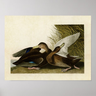 Plate 302   Dusky Duck   Birds of America Poster