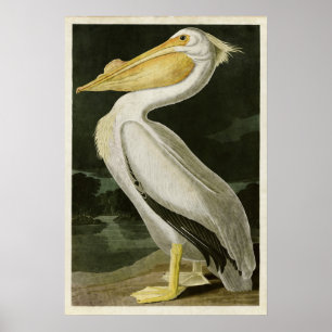 Plate 311   American White Pelican Poster