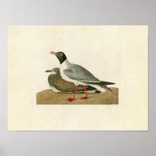 Plate 314 Black-Headed Gull Birds of America Poster