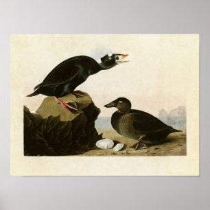 Plate 317 Black or Surf Duck Birds of America Poster