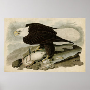 Plate 31   White-Headed Eagle   Birds of America Poster