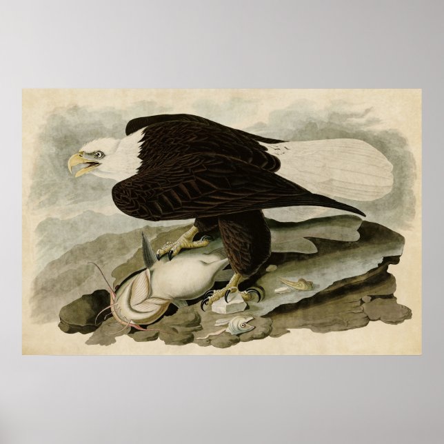Plate 31 | White-Headed Eagle | Birds of America Poster (Front)