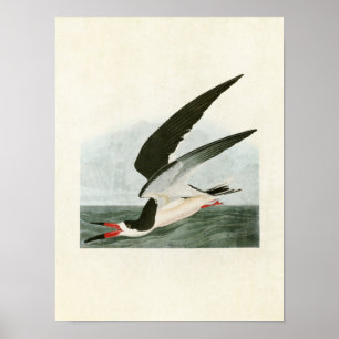 Plate 323   Black Skimmer or Shearwater Poster