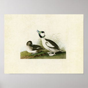 Plate 325   Bufflehead Duck   Birds of America Poster
