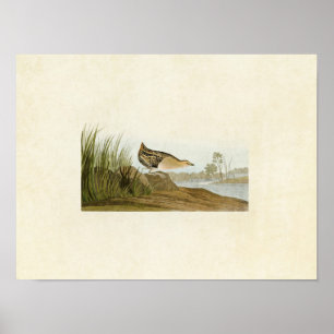 Plate 329 Yellow-Breasted Rail Poster