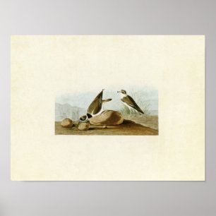 Plate 330 Ring Plover Birds of America Poster