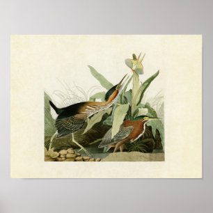 Plate 333 Green Heron Birds of America Poster