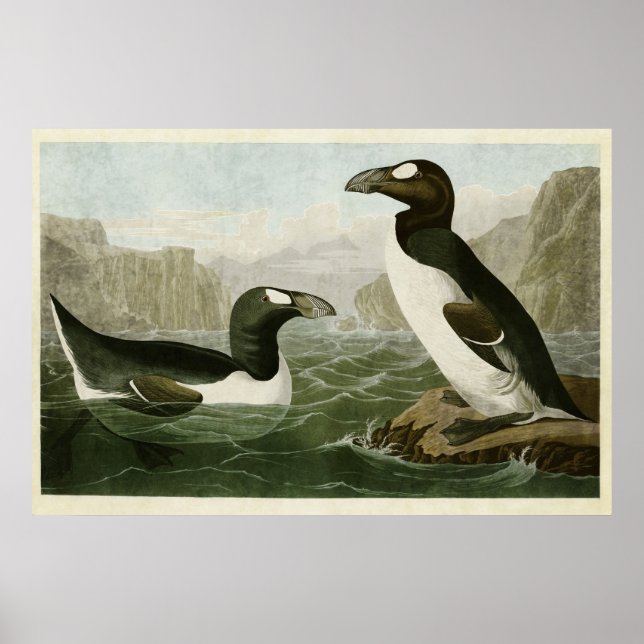 Plate 341 | Great Auk | Birds of America Poster (Front)