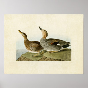 Plate 348   Gadwall Duck   Birds of America Poster