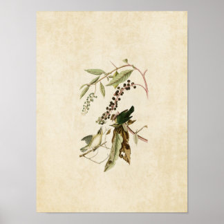 Plate 34 | Worm Eating Warbler | Birds of America Poster