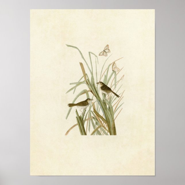 Plate 355 | MacGillivray's Finch Poster (Front)