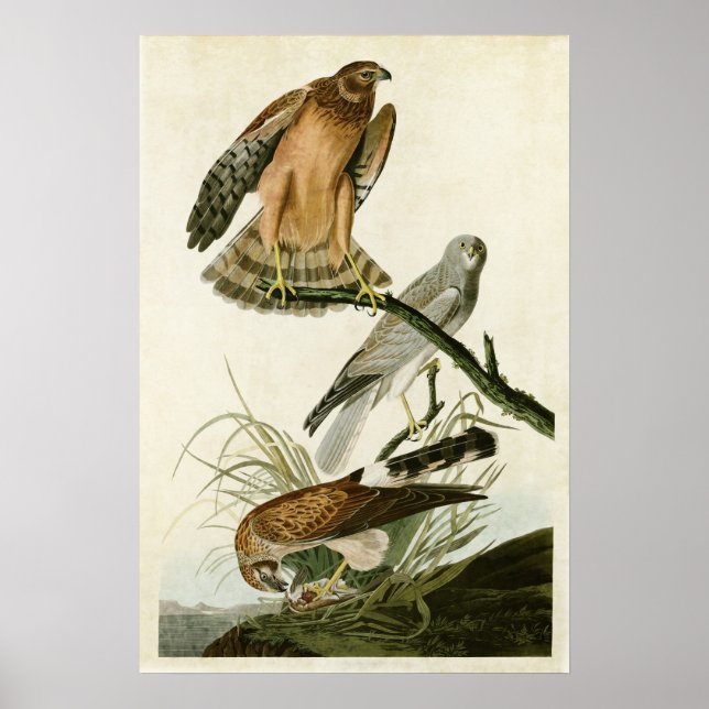 Plate 356 | Marsh Hawk | Birds of America Poster (Front)