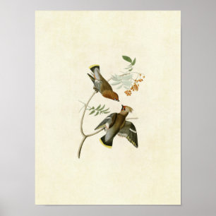 Plate 363   Bohemian Chatterer   Birds of America Poster