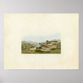 Plate 365 | Lapland Longspur | Birds of America Poster