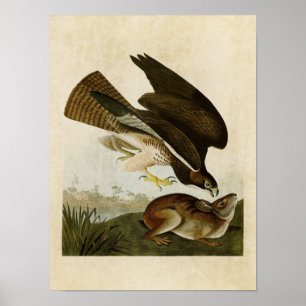 Plate 372 Common Buzzard Birds of America Poster