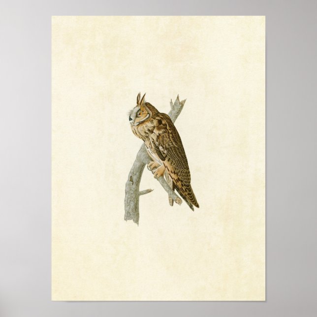 Plate 383 | Long-Eared Owl | Birds of America Poster (Front)