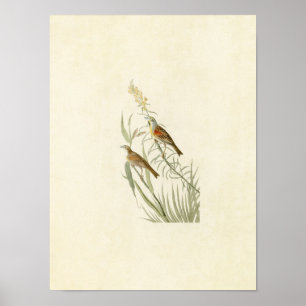 Plate 384 Black-Throated Bunting Poster