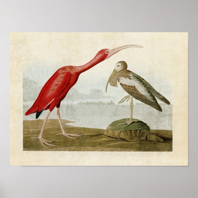 Plate 397 | Scarlet Ibis | Birds of America Poster (Front)